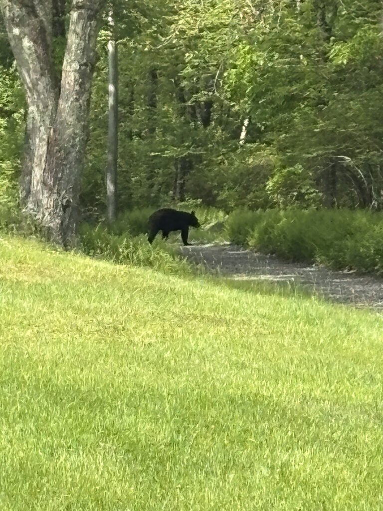 A black bear walks along a trail in a grassy, wooded area with trees and shrubs in the background.