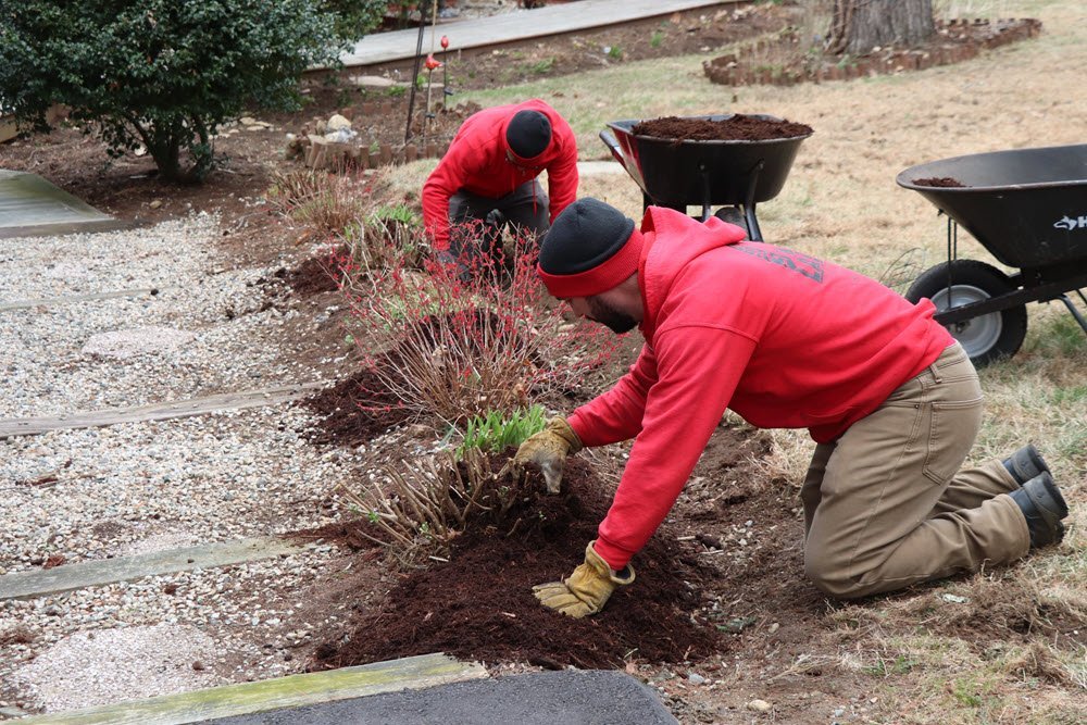 Two people in red hoodies and gloves provide Professional Mulching, spreading mulch around shrubs in a garden bed with wheelbarrows nearby.