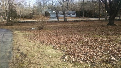 A yard in northeast Connecticut is covered in fallen brown leaves, with a few bare trees and a house in the background on a cloudy day—perfect for seasonal yard clean ups and property restoration.