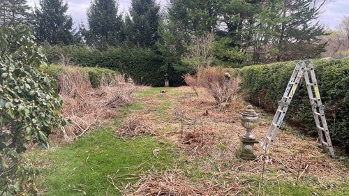 A garden area with overgrown and dried vegetation, a metal ladder on the right, stone urns, and a backdrop of dense evergreen trees—perfect for anyone interested in removing overgrowth or reclaiming lawns.