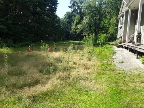 A grassy yard with overgrown weeds, orange traffic cones in the distance, and part of a house with a stone walkway on the right side—ideal for lawn care or overgrowth removal.
